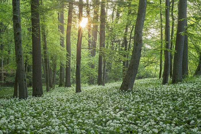 Near-natural forest with flowering ramson (Allium ursinum), sun star, Hainich National Park, Thuringia, Germany, Europe, by Frank Sommariva