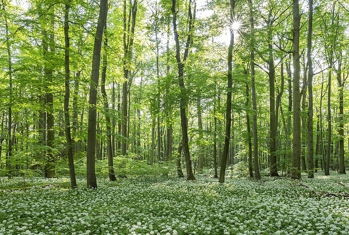 Near-natural forest with flowering ramson (Allium ursinum), sun star, Hainich National Park, Thuringia, Germany, Europe, by Frank Sommariva