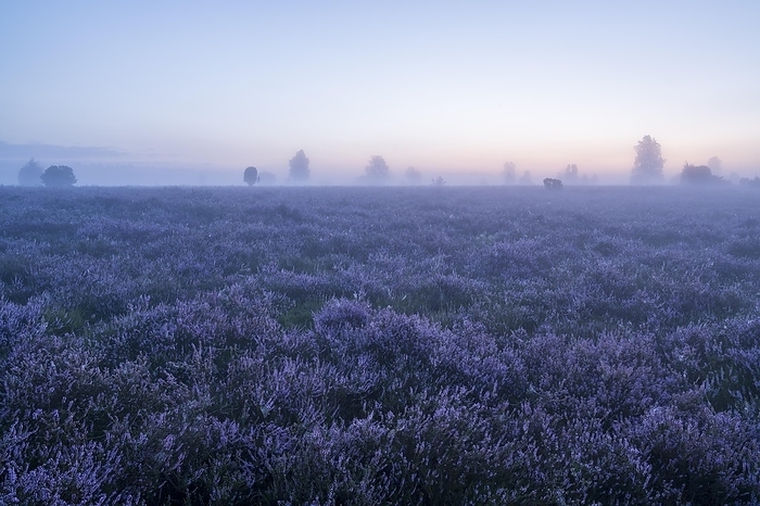 Heath landscape, flowering common heather (Calluna vulgaris), in front of sunrise, morning mist, Lüneburg Heath, Lower Saxony, Germany, Europe, by Frank Sommariva