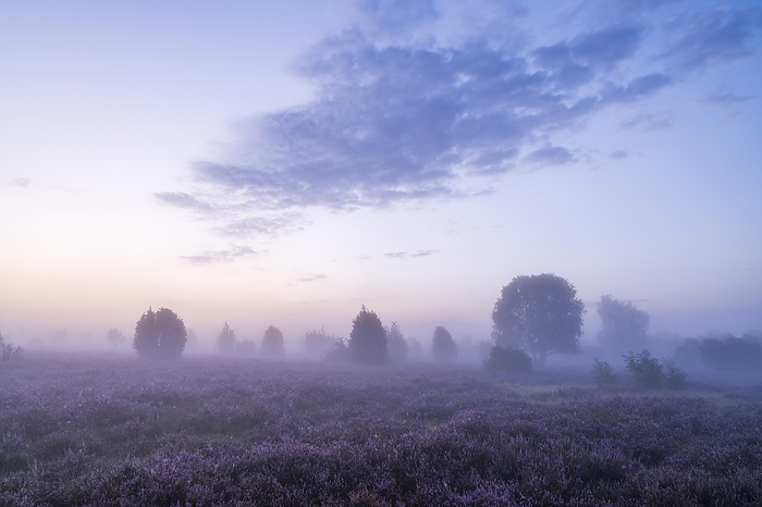 Heath landscape, flowering common heather (Calluna vulgaris), in front of sunrise, morning mist, Lüneburg Heath, Lower Saxony, Germany, Europe, by Frank Sommariva