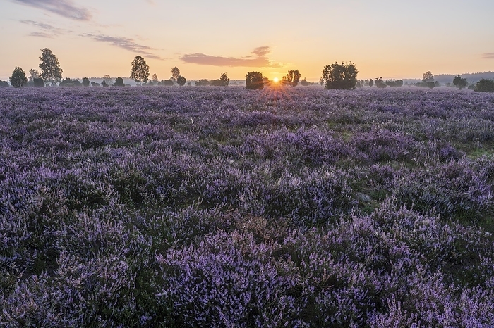 Heath landscape, flowering common heather (Calluna vulgaris), at sunrise, sun star, Lüneburg Heath, Lower Saxony, Germany, Europe, by Frank Sommariva