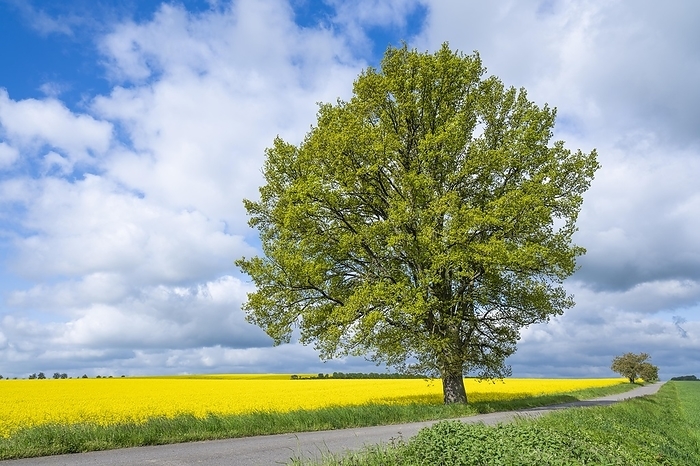 English oak (Quercus robur), solitary, in spring, standing on a field path, yellow rape field (Brassica napus), blue sky and white clouds, Thuringia, Germany, Europe, by Frank Sommariva