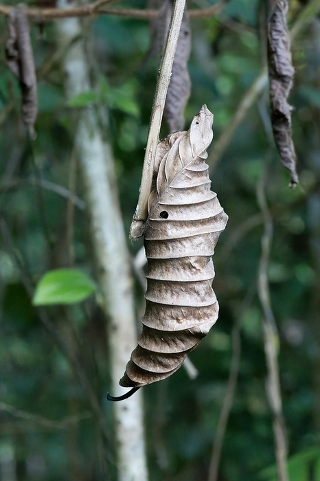 Dried curled leaf hanging from a branch, Amazonian rainforest, Amazonas state, Brazil, South America, by G&M Therin-Weise