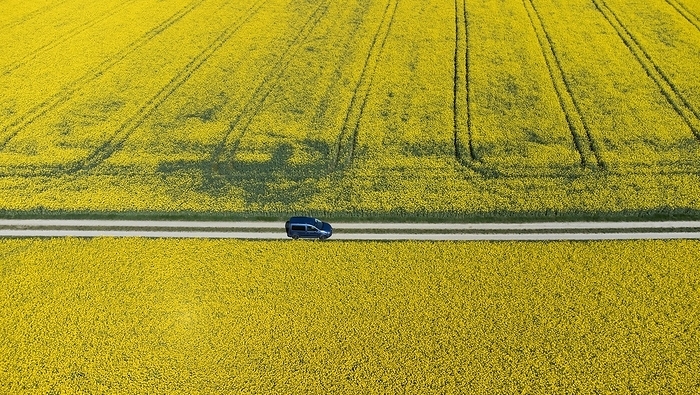 Blue car on a dirt road between blooming rape fields, drone shot, Upper Bavaria, Bavaria, Germany, Europe, by Gerhard Nixdorf