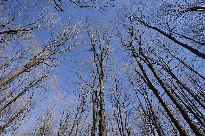 Nature, forest, tree tops from below, Province of Quebec, Canada, North America, by Guenther Schwermer