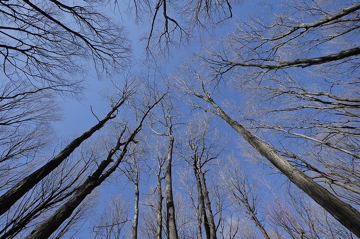 Nature, forest, tree tops from below, Province of Quebec, Canada, North America, by Guenther Schwermer