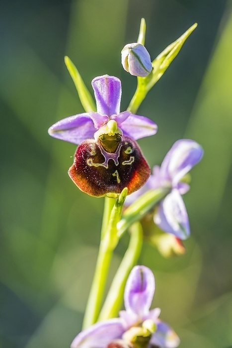 Bumblebee's ragwort (Ophrys holoserica), orchid on Neuffener Heide, Neuffen, Baden-Württemberg, Germany, Europe, by Arnulf Hettrich