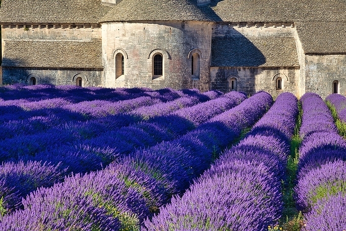 Monastery, Cistercian Abbey Abbaye Notre-Dame de Sénanque, with lavender field, Vaucluse, Provence, Provence-Alpes-Côte d'Azur, France, Europ, Europe, by Hartmut Albert
