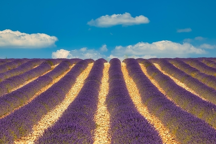 Flowering lavender (Lavandula angustifolia) field, Plateau de Valensole, Provence, Département Alpes-de-Haute-Provence, Region Provence-Alpes-Côte dAzur, Southern France, France, Europe, by Hartmut Albert