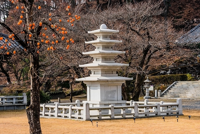 Five story pagoda in concrete enclosure in front of barren tree with persimmons hanging from leafless persimmon tree in foreground, by John Erskin