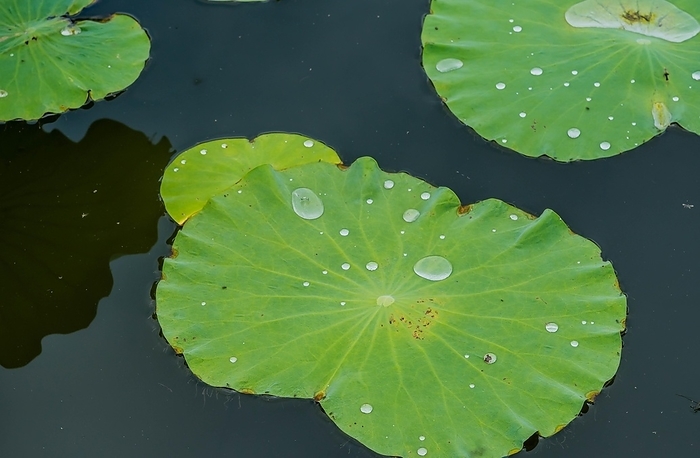 Water drops on large lily pads in pond after summer rain, South Korea, South Korea, Asia, by aminkorea