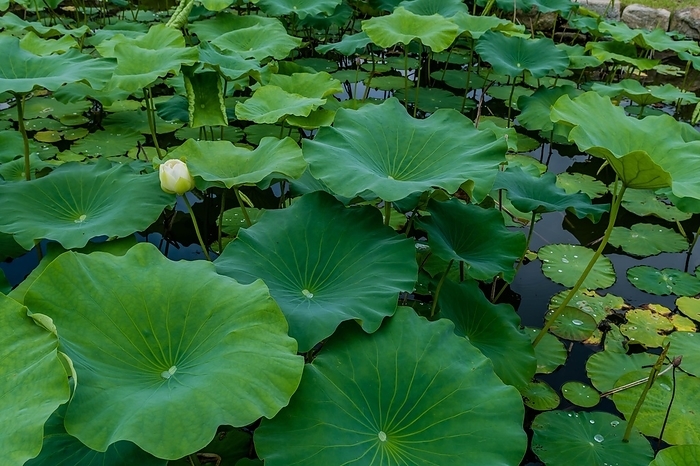 White lily with closed petals in pond with lily pads and lotus leaves, South Korea, South Korea, Asia, by aminkorea