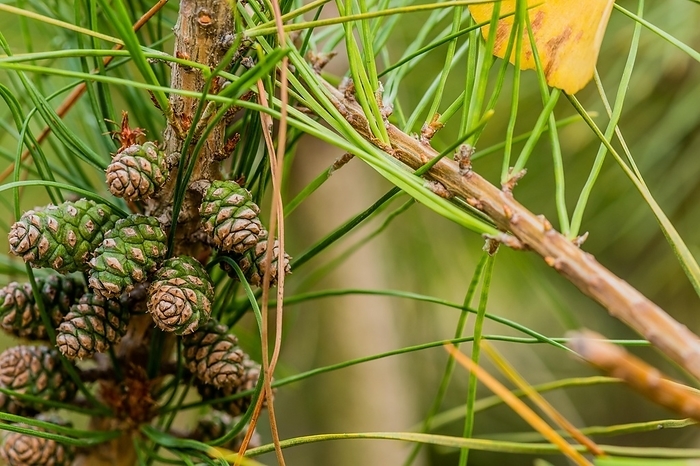 Baby pine cones on branch of pine tree with soft blurred background, South Korea, South Korea, Asia, by aminkorea