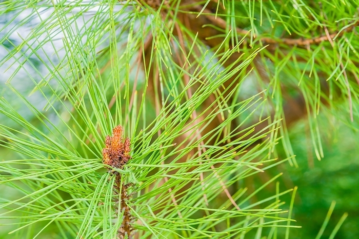 Closeup of baby pine cones growing on end of tree branch nestled among bright green pine needles, South Korea, Asia, by aminkorea