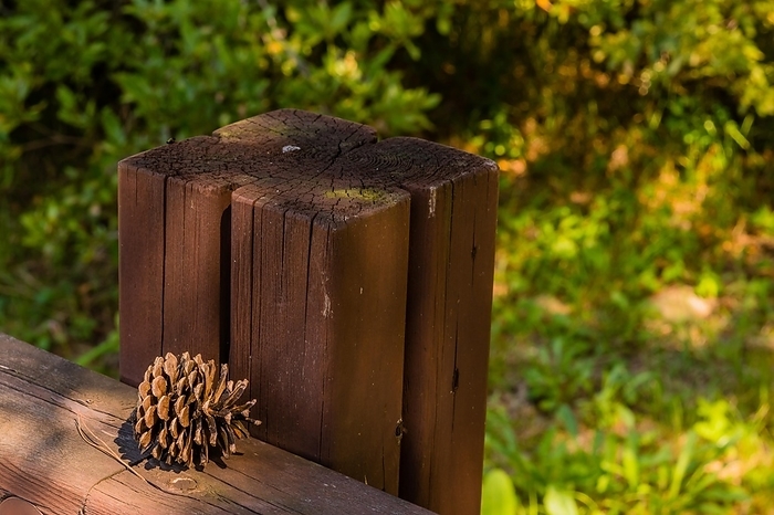 Pine cone on wooden fence railing in public park with blurred background, South Korea, South Korea, Asia, by aminkorea