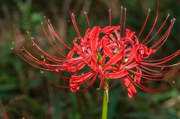 Closeup of Lycoris radiata flower, also known as red spider lily, hell flower, red magic lily, and equinox flower, South Korea, Asia, by John Erskin