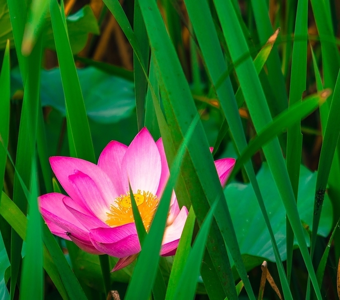 Vibrant pink lotus flower blooming amidst the dense green pond vegetation, South Korea, Asia, by John Erskin