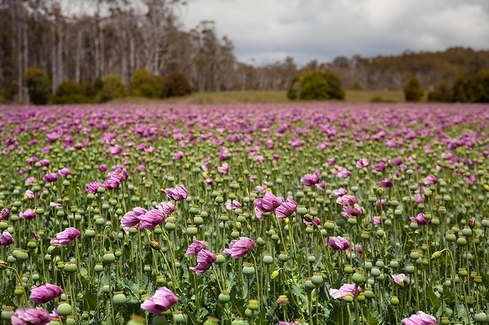 Poppy field in Tasmania, by Jiri Viehmann