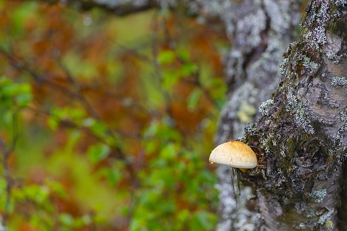 Mushroom growing on a tree, landscape, Natru photograph, Tynset, Innlandet, Norway, Europe, by Karsten Jeltsch