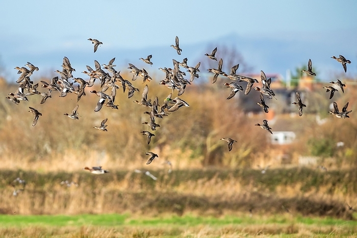 Eurasian Wigeon, (Mareca penelope) birds in flight over marshes, by Maciej Olszewski