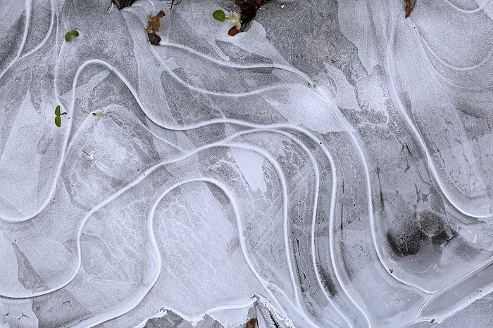 Winter flood 2024 on the rivers Elbe and Mulde with flooding of the meadows, close-up of ice structures on the meadows due to flooding in winter, bizarre ice formations, Middle Elbe Biosphere Reserve, Dessau-Roßlau, Saxony-Anhalt, Germany, Europe, by Volker Lautenbach