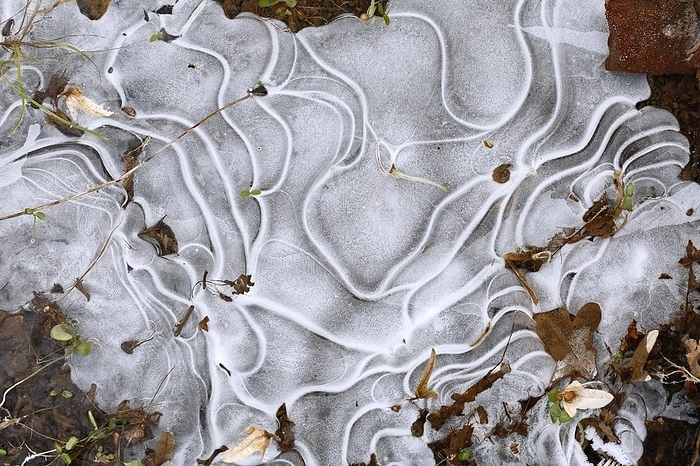 Winter flood 2024 on the rivers Elbe and Mulde with flooding of the meadows, close-up of ice structures on the meadows due to flooding in winter, bizarre ice formations, Middle Elbe Biosphere Reserve, Dessau-Roßlau, Saxony-Anhalt, Germany, Europe, by Volker Lautenbach
