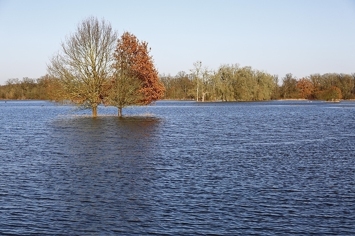 Winter floods 2024 on the Elbe and Mulde rivers with flooding of the meadows, ice on the meadows due to flooding in winter, high-pressure weather in winter, Middle Elbe Biosphere Reserve, Dessau-Roßlau, Saxony-Anhalt, Germany, Europe, by Volker Lautenbach