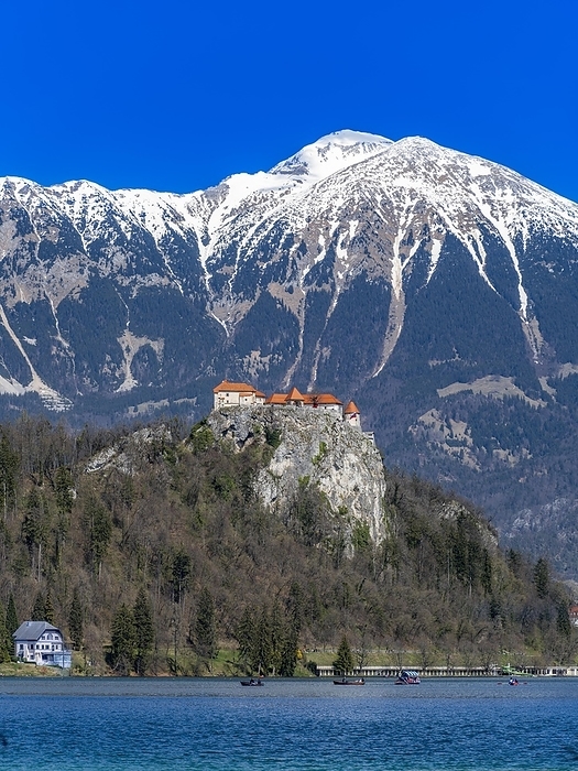 Bled Castle on Lake Bled, Lake Velda or Lake Felder, Slovenian Blejsko jezero, in front of snow-covered Alps, Bled, Upper Carniola (Gorenjska), Slovenia, Europe, by Norbert Neetz