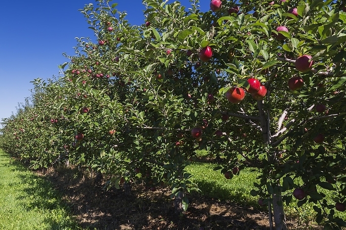 Apple (Malus domestica) orchard with red fruit in late summer, Quebec, Canada, North America, by Perry Mastrovito