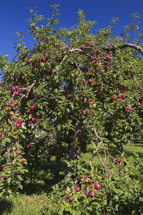 Apple (Malus domestica) tree with red fruit in late summer, Quebec, Canada, North America, by Perry Mastrovito