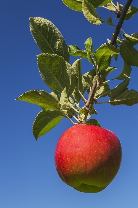 Apple (Malus domestica) tree branch with red fruit in late summer, Quebec, Canada, North America, by Perry Mastrovito
