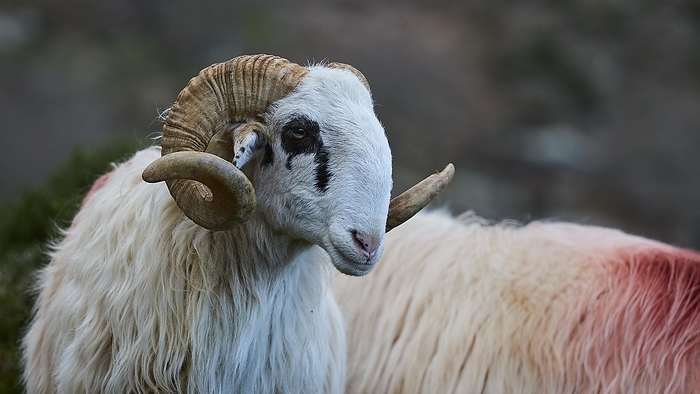 Portrait of a sheep with prominent horns in the foreground, Kallikratis, Kallikratis Gorge, Sfakia, West Crete, Crete, Greek Islands, Greece, Europe, by Ralf Adler