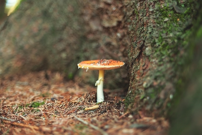 A fly agaric growing at the foot of a tree, surrounded by forest soil, Wuppertal Vohwinkel, North Rhine-Westphalia, Germany, Europe, by Rico Mark Rüde