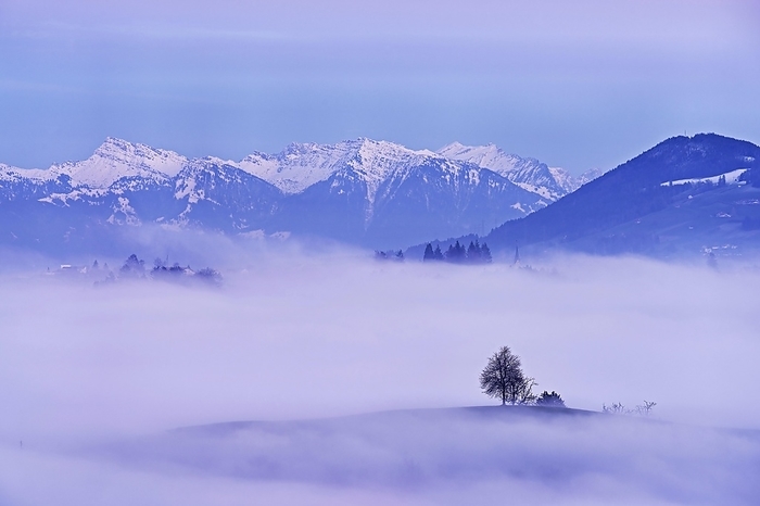 Linden tree (Tilia), in drumlin landscape in the fog, behind snow-covered Alps in the light of the blue hour and full moon, Hirzel, Canton Zurich, Switzerland, Europe, by Stefan Huwiler