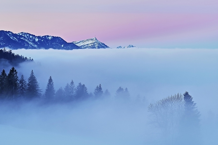 Forest shrouded in fog, the snow-covered Rigi in the background, Canton Zug, Switzerland, Europe, by Stefan Huwiler