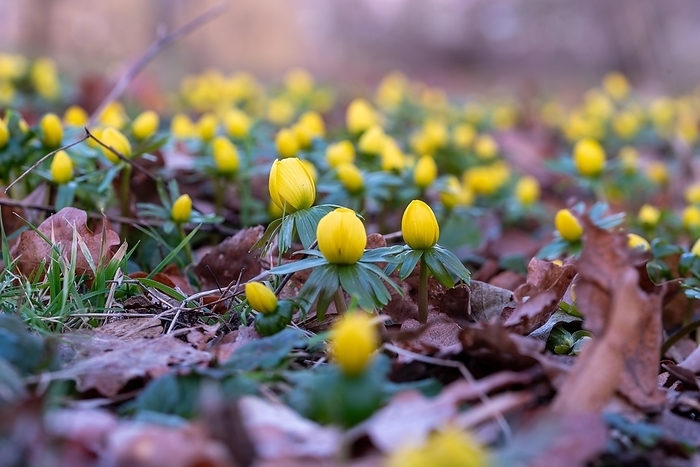 Yellow winter aconites poking through brown leaves on the forest floor, blurred natural environment, Magdeburg, Saxony-Anhalt, Germany, Europe, by Stephan Schulz