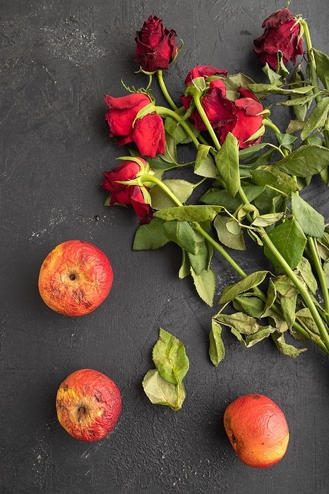 Withered, decaying, roses flowers and apples on black concrete background. top view, flat lay, close up, still life. Death, depression concept, by ULADZIMIR ZGURSKI