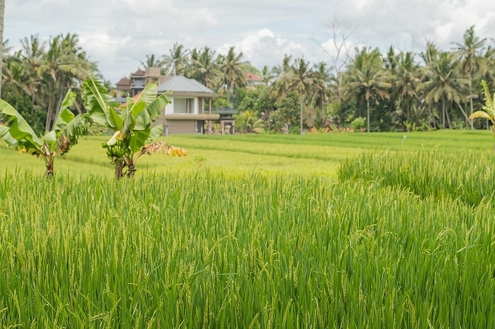 Rice fields in countryside, Ubud, Bali, Indonesia, green grass, large trees, jungle and cloudy sky. Travel, tropical, agriculture, Asia, by ULADZIMIR ZGURSKI