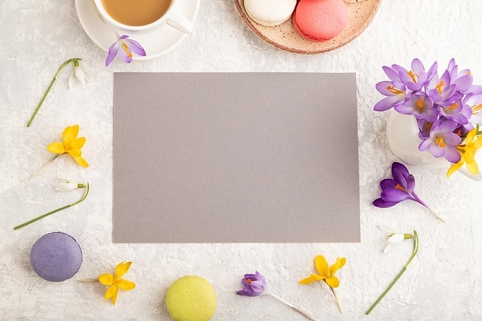 Beige paper sheet mockup with spring snowdrop crocus flowers and multicolored macaroons on gray concrete background. Blank, business card, top view, flat lay, copy space, still life. spring concept, by ULADZIMIR ZGURSKI
