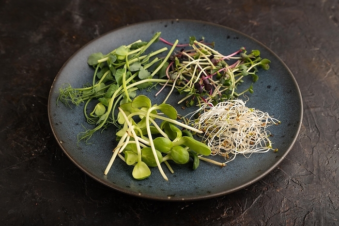 Blue ceramic plate with microgreen sprouts of green pea, sunflower, alfalfa, radish on black concrete background. Side view, close up, by ULADZIMIR ZGURSKI