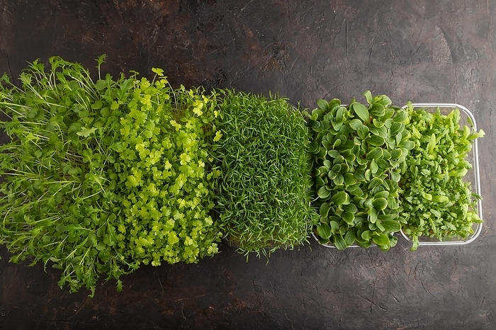 Set of boxes with microgreen sprouts of spinach, carrot, chrysanthemum, borage, mizuna cabbage on black concrete background. Top view, flat lay, copy space, by ULADZIMIR ZGURSKI