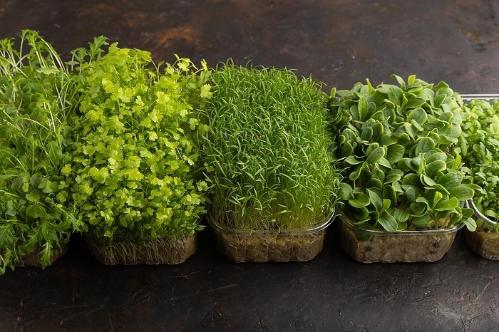 Set of boxes with microgreen sprouts of spinach, carrot, chrysanthemum, borage, mizuna cabbage on black concrete background. Side view, copy space, by ULADZIMIR ZGURSKI