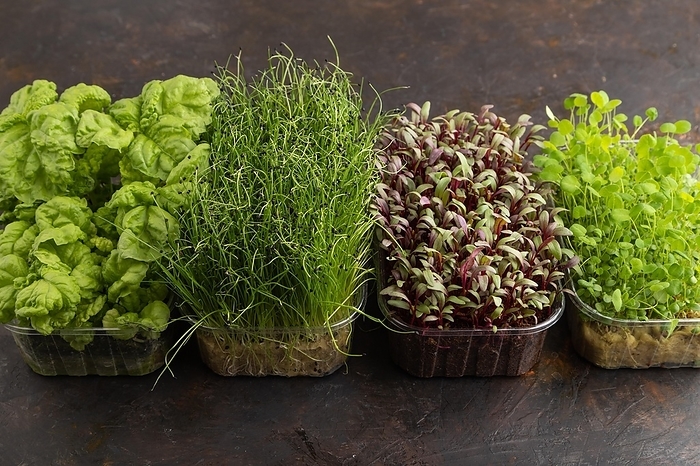 Set of boxes with microgreen sprouts of onion, clover, basil on black concrete background. Side view, copy space, by ULADZIMIR ZGURSKI