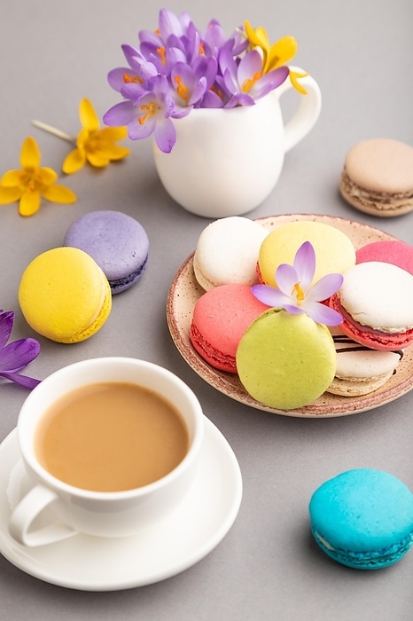 Multicolored macaroons with spring snowdrop crocus flowers and cup of coffee on gray pastel background. side view, close up, still life. Breakfast, morning, spring concept, by ULADZIMIR ZGURSKI