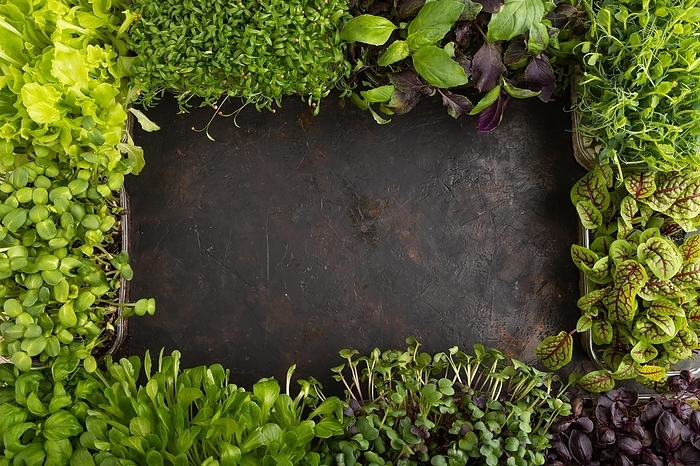 Set of boxes with microgreen sprouts of purple and green basil, sunflower, radish, sorrel, pea, lettuce. Top view, flat lay, frame, copy space, by ULADZIMIR ZGURSKI