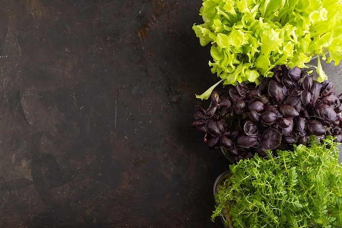 Set of boxes with microgreen sprouts of purple basil, marigold, lettuce on black concrete background. Top view, flat lay, copy space, close up, by ULADZIMIR ZGURSKI