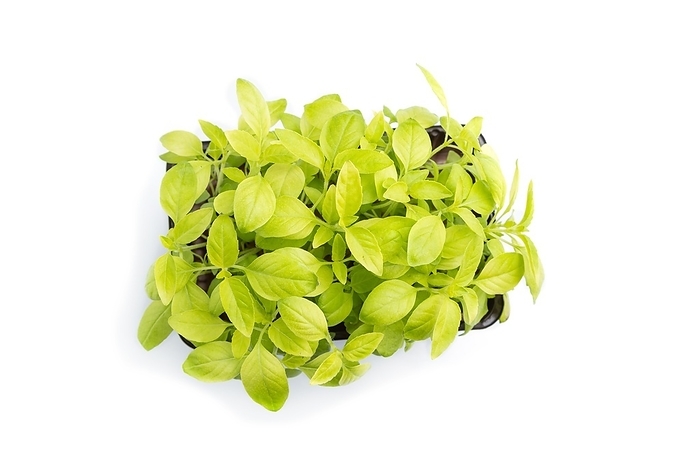 Plastic box with microgreen sprouts of basil isolated on white background. Top view, close up, flat lay, by ULADZIMIR ZGURSKI