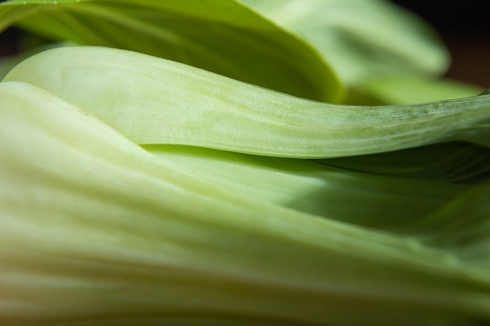 Fresh green bok choy or pac choi chinese cabbage. Side view, close up, macro, by ULADZIMIR ZGURSKI