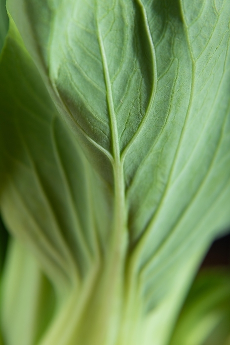 Fresh green bok choy or pac choi chinese cabbage. Side view, close up, macro, by ULADZIMIR ZGURSKI