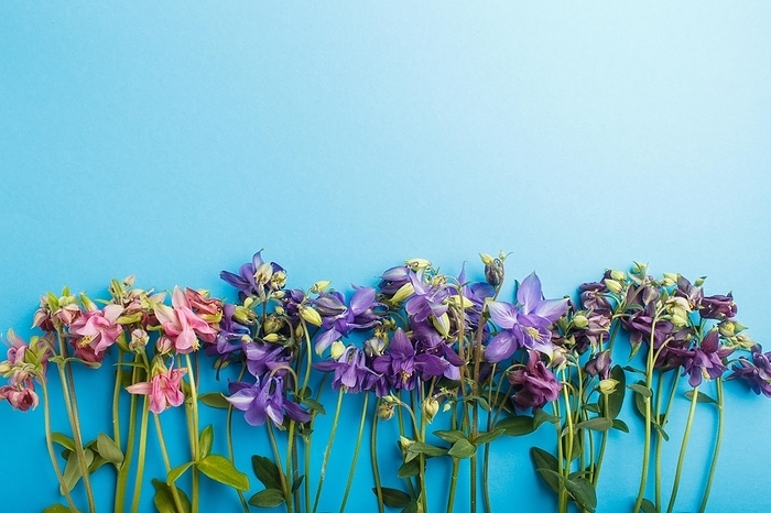Pink and purple columbine flowers on pastel blue background. Morninig, spring, fashion composition. Flat lay, top view, copy space, by ULADZIMIR ZGURSKI